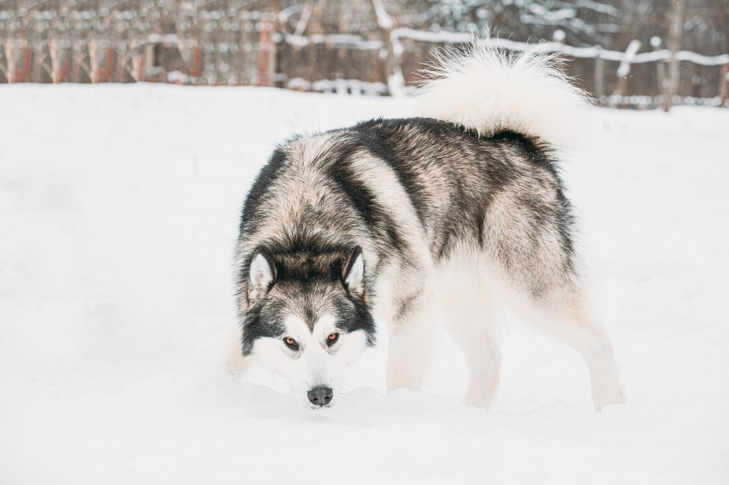 Lobo Alaska