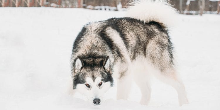 Lobo Alaska