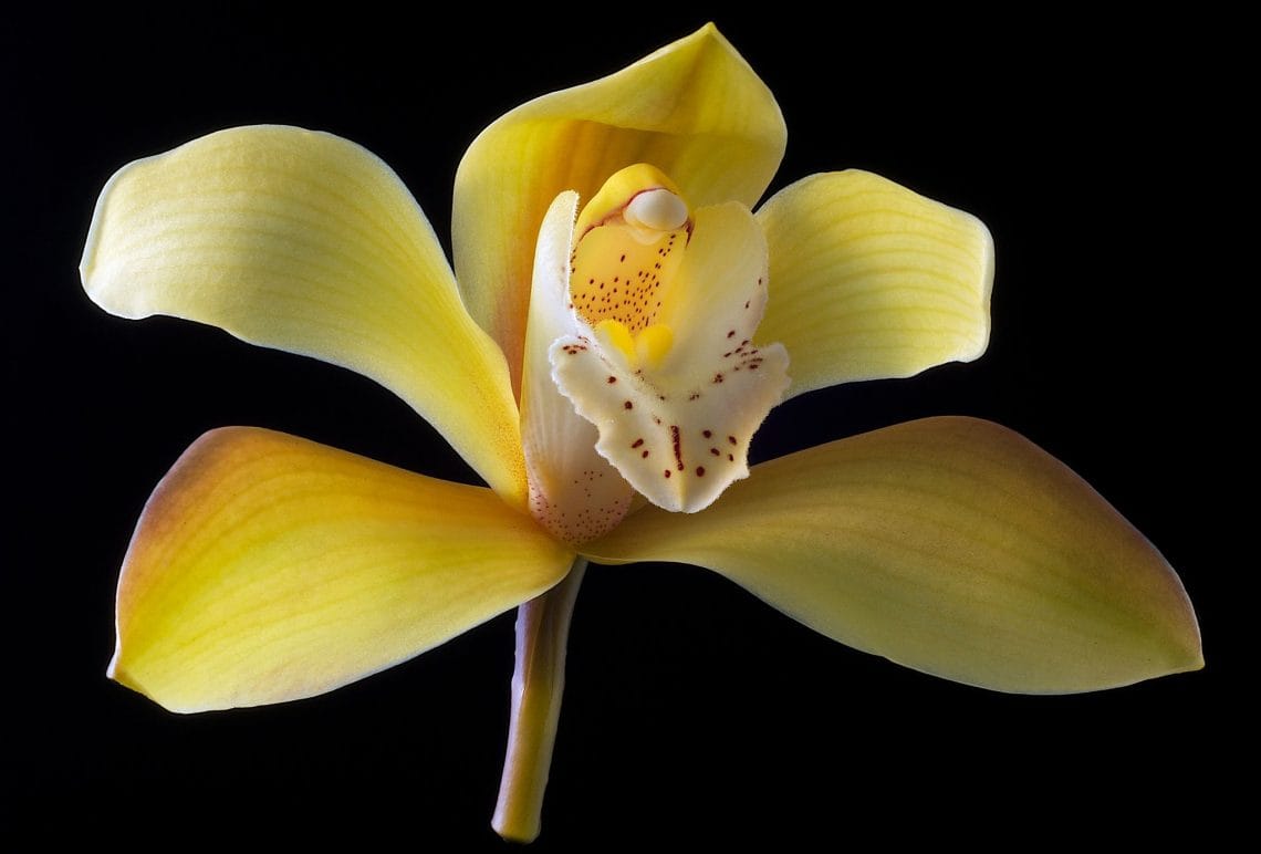 Orquídea