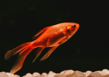 Um peixe dourado laranja nada em um aquário com fundo escuro, simbolizando a curta capacidade de atenção na era do excesso de informação.