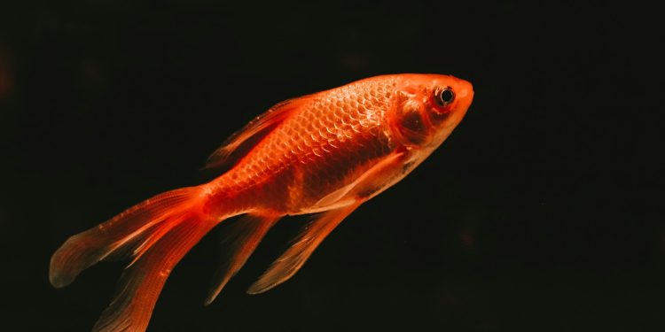 Um peixe dourado laranja nada em um aquário com fundo escuro, simbolizando a curta capacidade de atenção na era do excesso de informação.